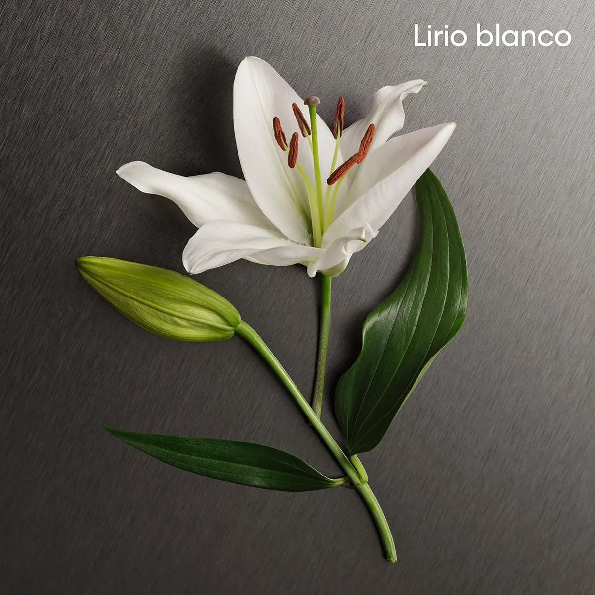 HKFtxKL SL jpg - EncuentraOfertas.com HKFtxKL SL jpg