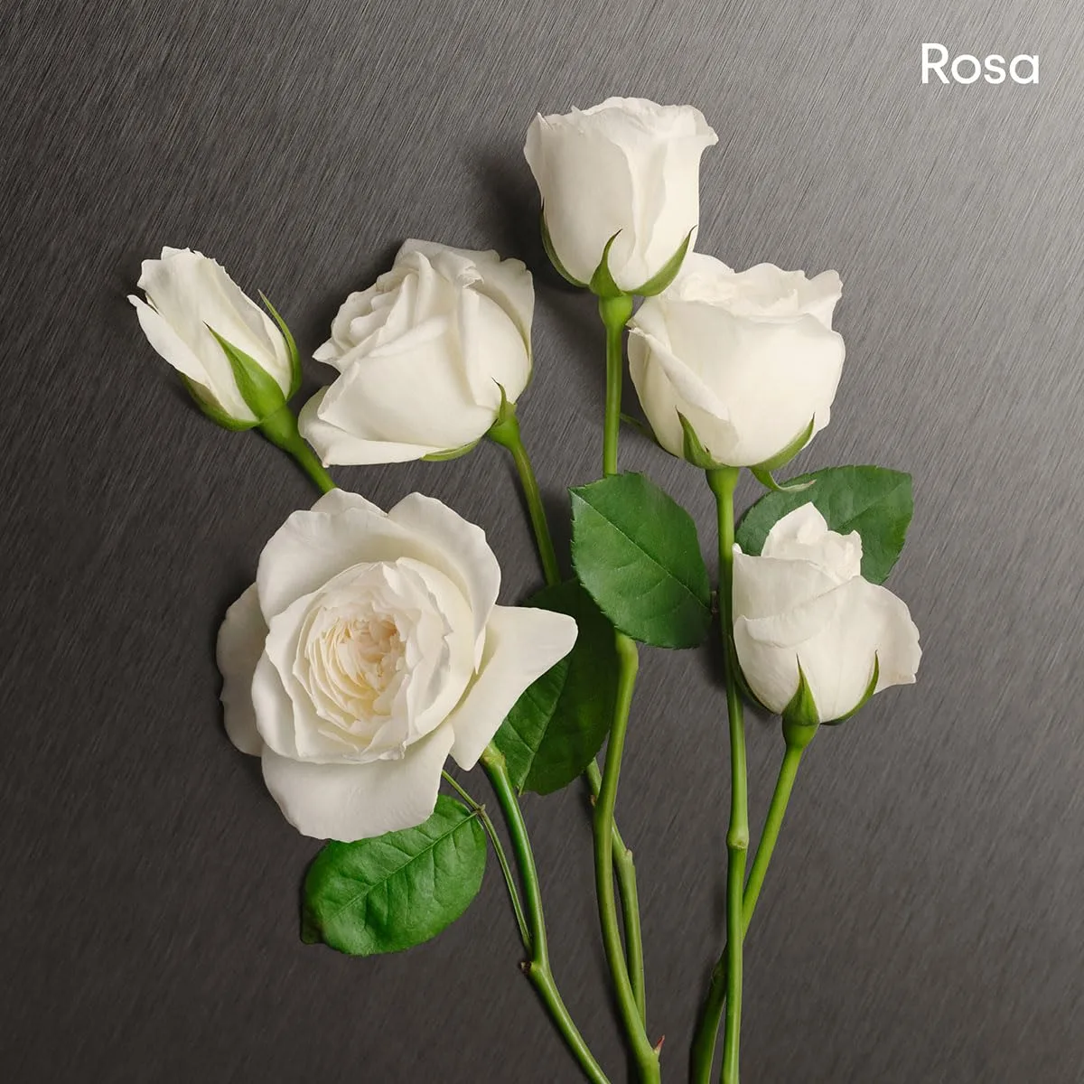 vBQzHLsML SL jpg - EncuentraOfertas.com vBQzHLsML SL jpg